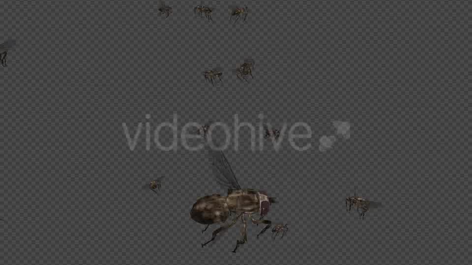 Swarm Flies Videohive 20830486 Motion Graphics Image 12