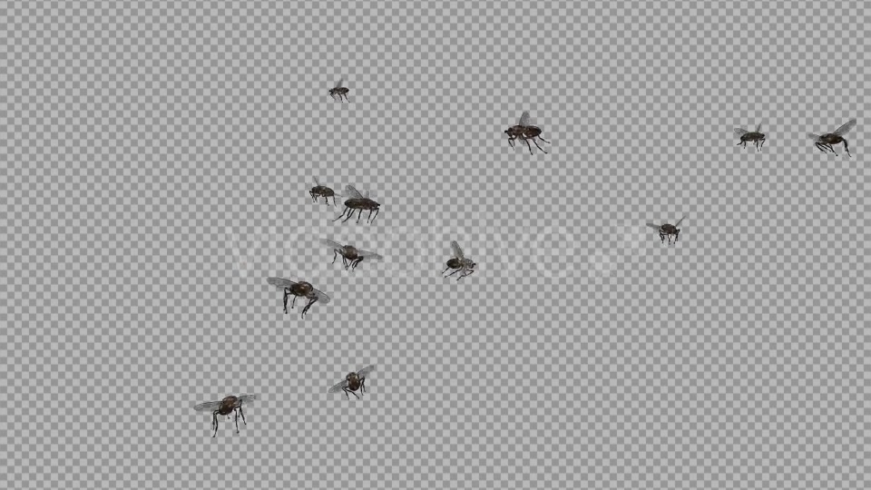 Swarm Flies Videohive 20830486 Motion Graphics Image 2