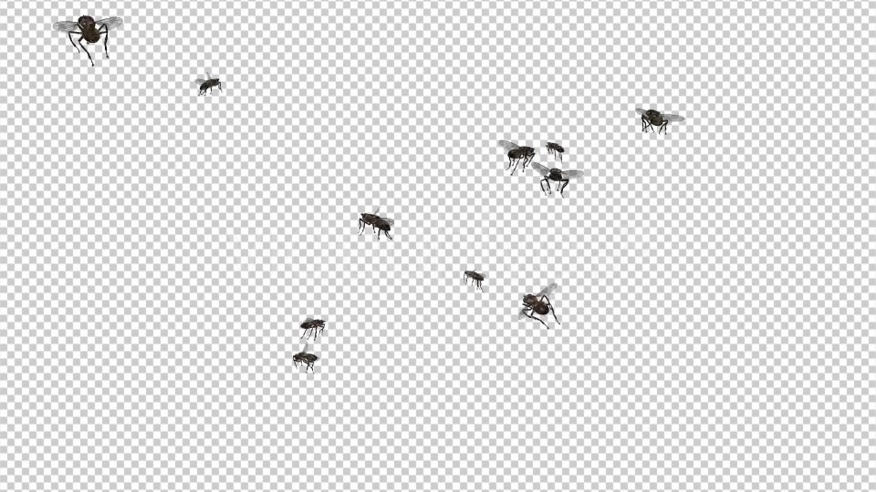 Swarm Flies Videohive 20830486 Motion Graphics Image 4