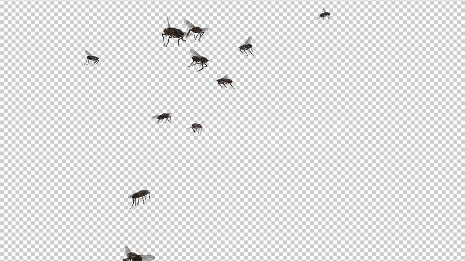 swarm of flies png