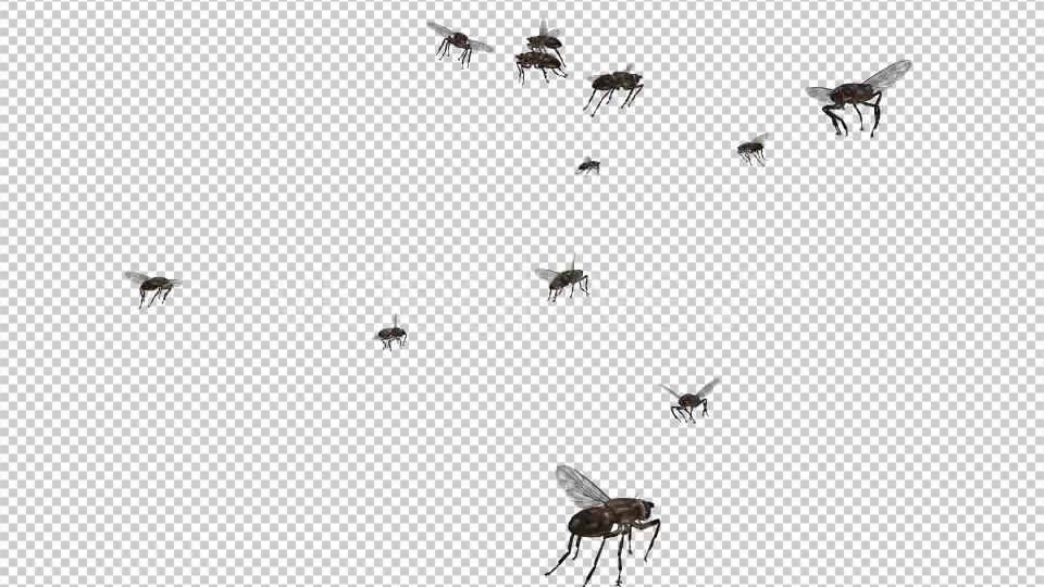 Swarm Flies Videohive 20830486 Motion Graphics Image 7