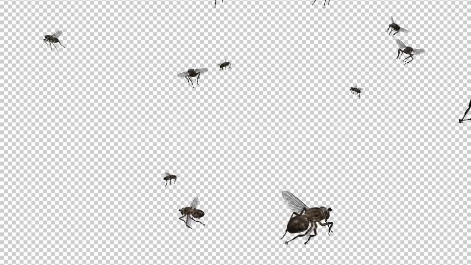 Swarm Flies Videohive 20830486 Motion Graphics Image 8