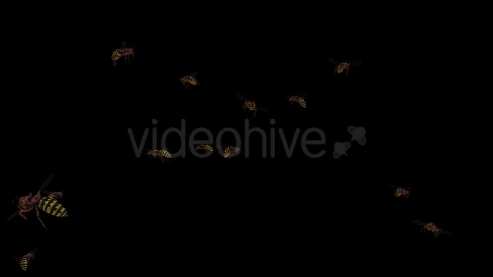 Swarm Wasps Flying Around Videohive 20839293 Motion Graphics Image 1