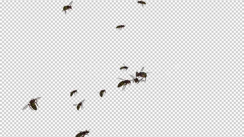 Swarm Wasps Flying Around Videohive 20839293 Motion Graphics Image 10