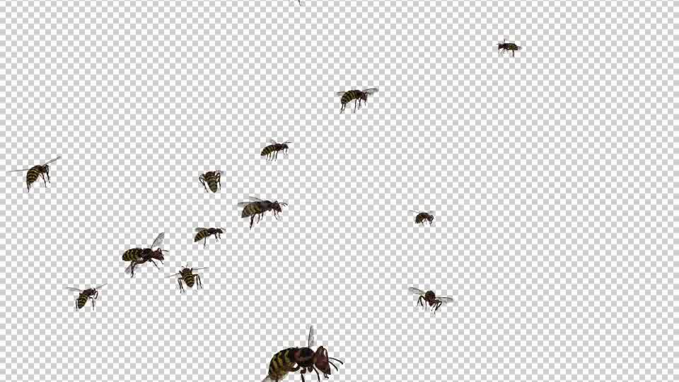 Swarm Wasps Flying Around Videohive 20839293 Motion Graphics Image 11