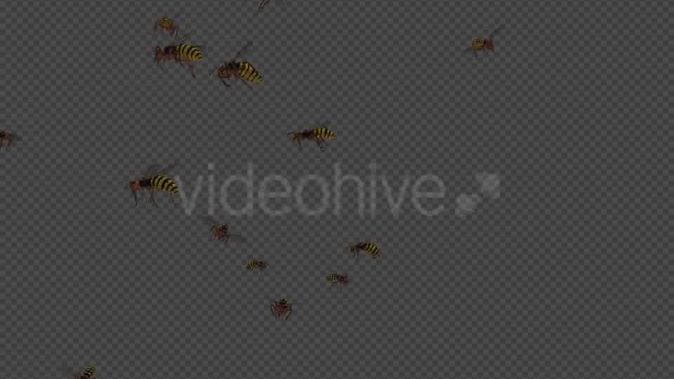Swarm Wasps Flying Around Videohive 20839293 Motion Graphics Image 12