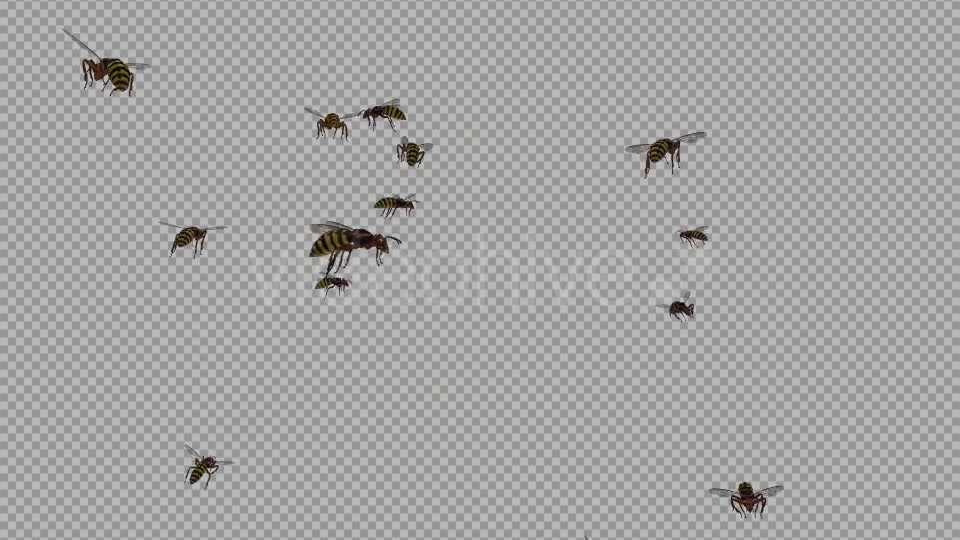 Swarm Wasps Flying Around Videohive 20839293 Motion Graphics Image 2