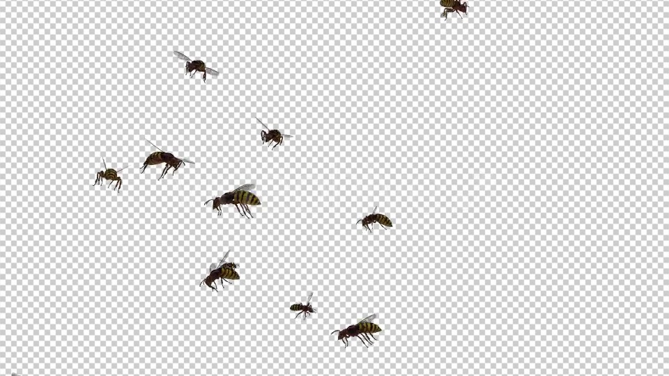 Swarm Wasps Flying Around Videohive 20839293 Motion Graphics Image 3