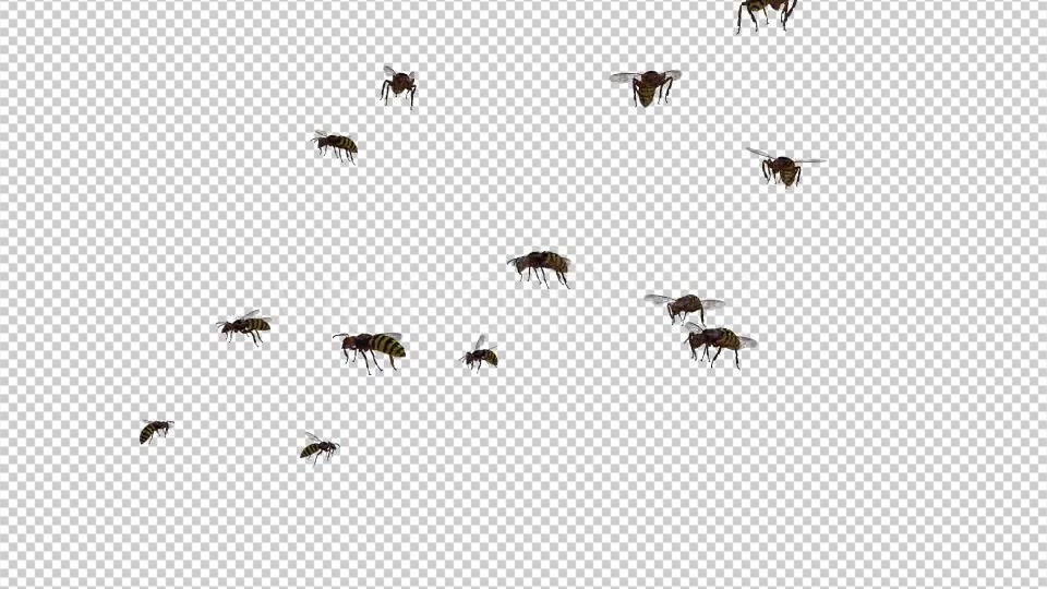 Swarm Wasps Flying Around Videohive 20839293 Motion Graphics Image 4