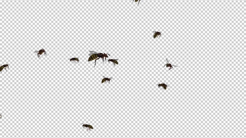 Swarm Wasps Flying Around Videohive 20839293 Motion Graphics Image 5