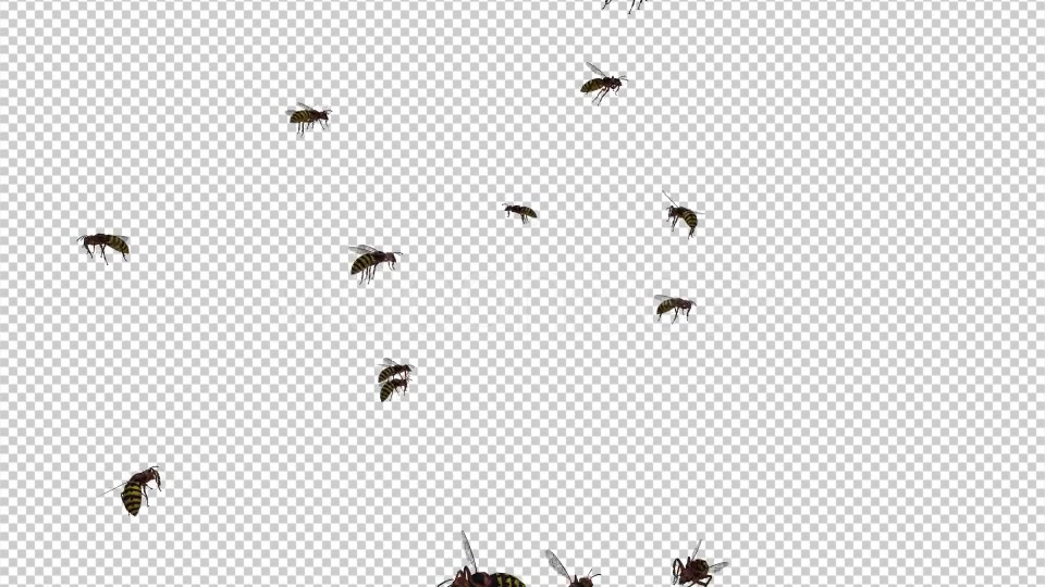 Swarm Wasps Flying Around Videohive 20839293 Motion Graphics Image 6