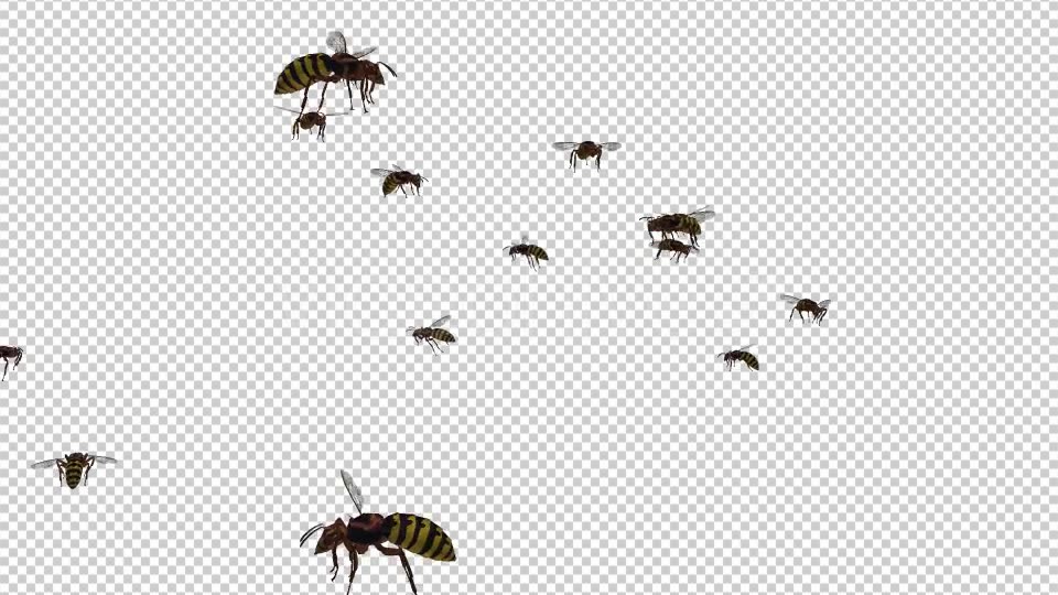 Swarm Wasps Flying Around Videohive 20839293 Motion Graphics Image 7