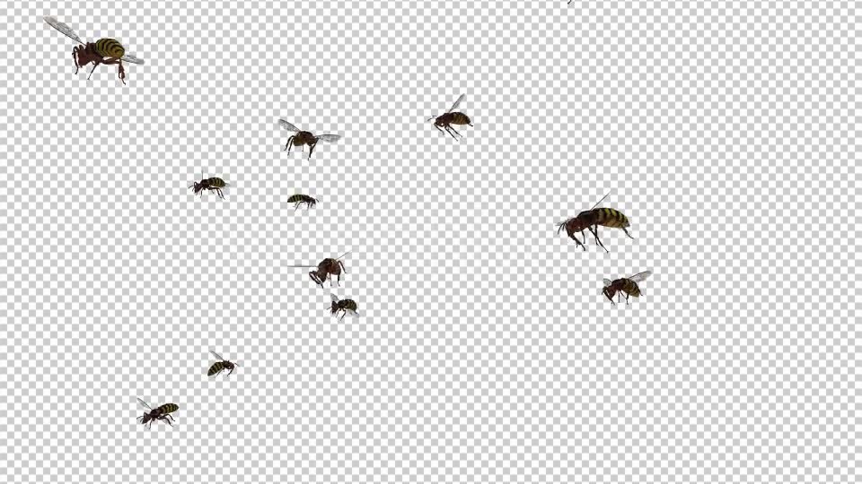 Swarm Wasps Flying Around Videohive 20839293 Motion Graphics Image 8