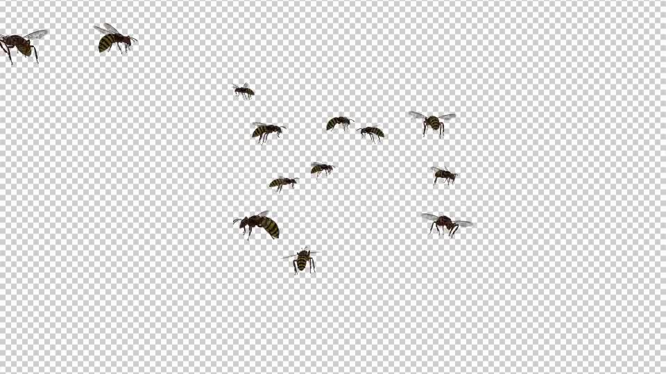 Swarm Wasps Flying Around Videohive 20839293 Motion Graphics Image 9