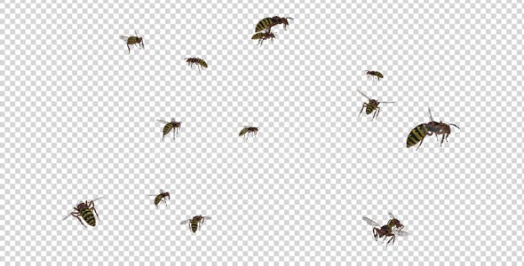 Swarm Wasps Flying Around - 20839293 Videohive Download
