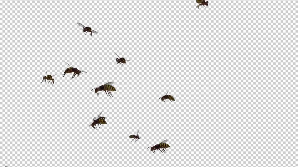 Swarm Wasps Flying Around 4K Videohive 20839299 Motion Graphics Image 3