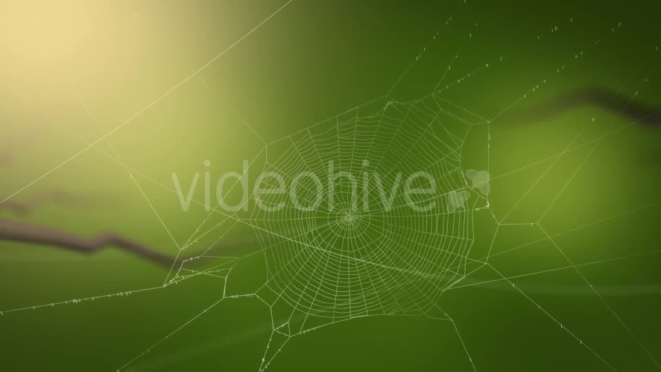 Swaying Spiders Web Videohive 11724721 Motion Graphics Image 1