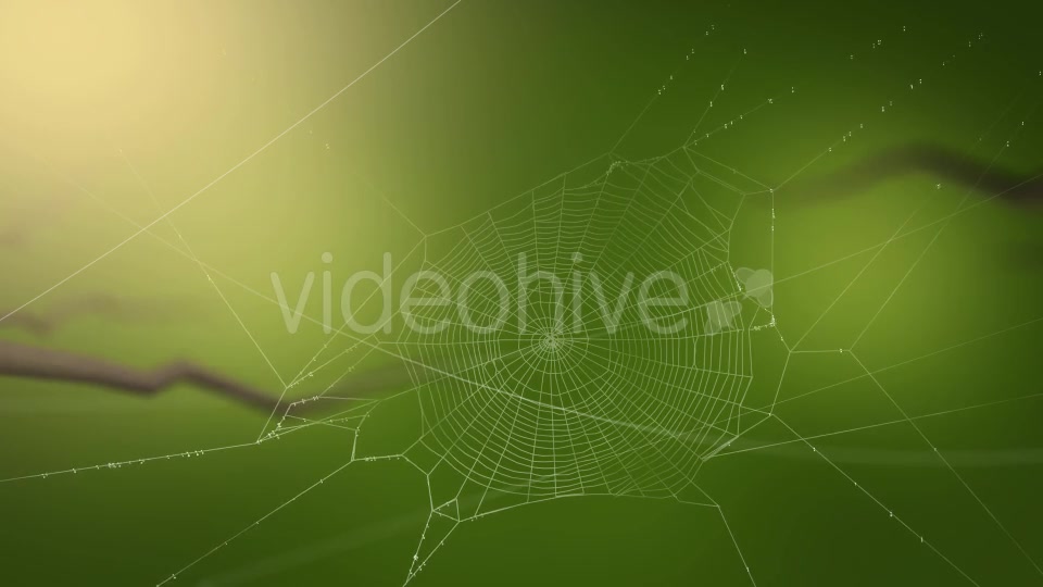 Swaying Spiders Web Videohive 11724721 Motion Graphics Image 2