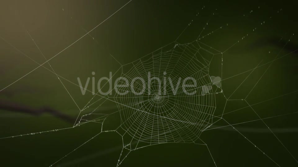 Swaying Spiders Web Videohive 11724721 Motion Graphics Image 3