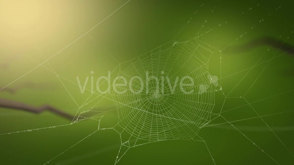 Swaying Spiders Web Videohive 11724721 Motion Graphics Image 6
