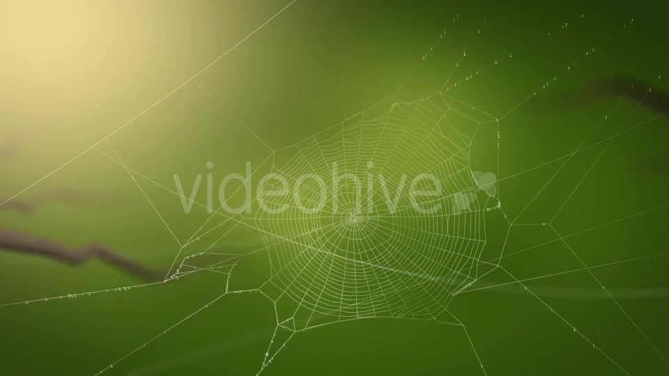 Swaying Spiders Web Videohive 11724721 Motion Graphics Image 7