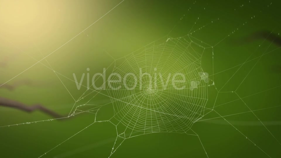 Swaying Spiders Web Videohive 11724721 Motion Graphics Image 8