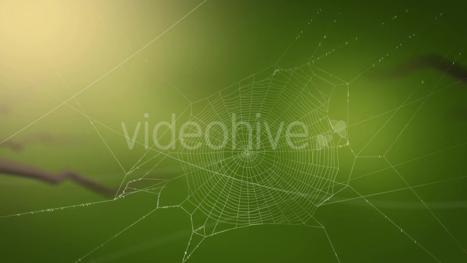 Swaying Spiders Web Videohive 11724721 Motion Graphics Image 9