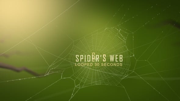 Swaying Spiders Web - Videohive 11724721 Download