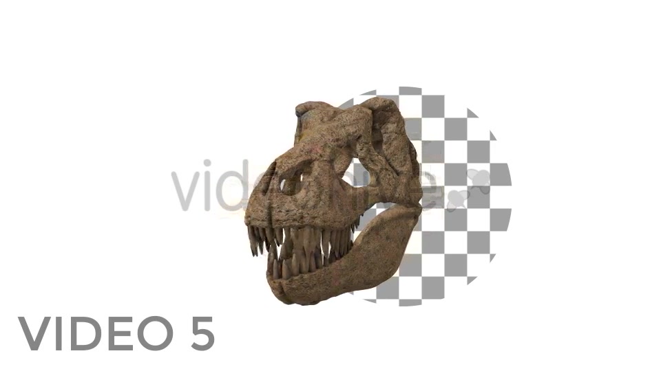 T Rex Skull Rotation Videohive 18859730 Motion Graphics Image 10