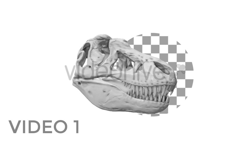 T Rex Skull Rotation Videohive 18859730 Motion Graphics Image 2