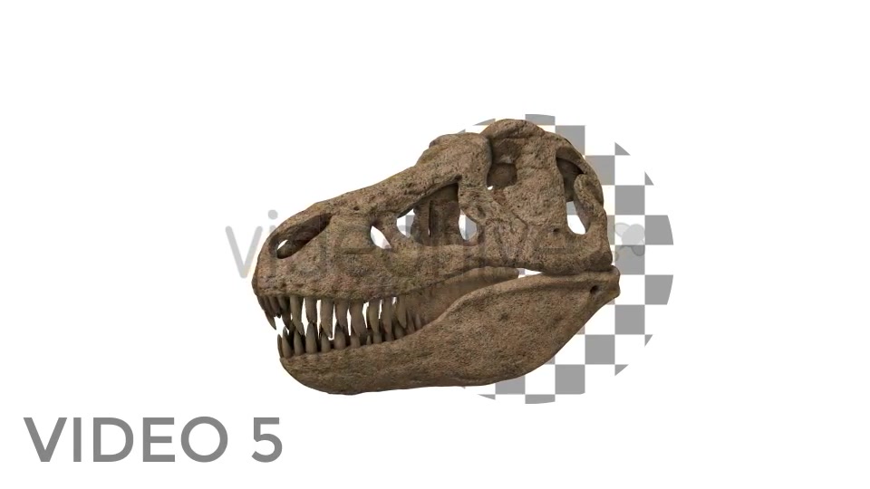 T Rex Skull Rotation Videohive 18859730 Motion Graphics Image 9
