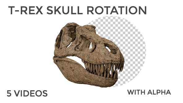 T Rex Skull Rotation - Videohive Download 18859730