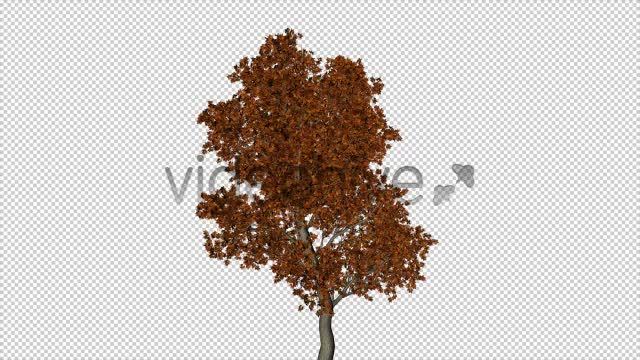 The Autumn Tree Videohive 6076781 Motion Graphics Image 1