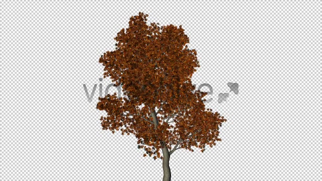 The Autumn Tree Videohive 6076781 Motion Graphics Image 3