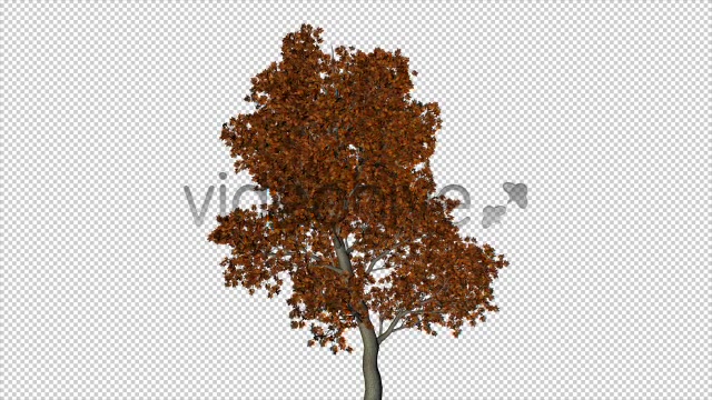 The Autumn Tree Videohive 6076781 Motion Graphics Image 4