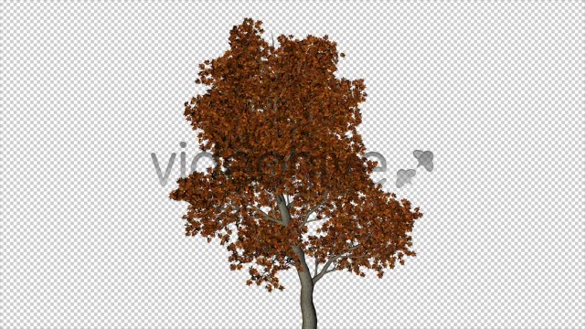 The Autumn Tree Videohive 6076781 Motion Graphics Image 5