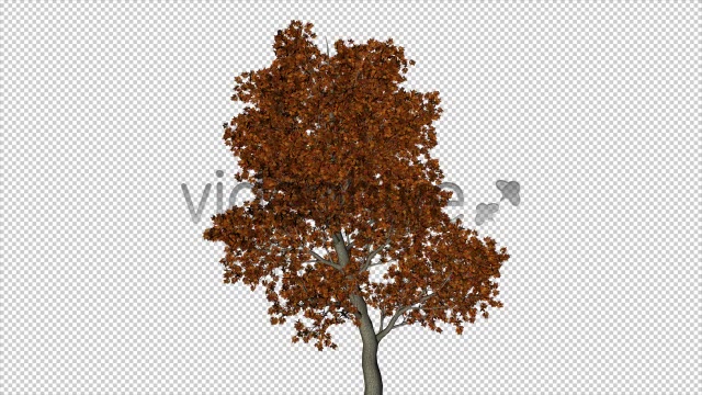 The Autumn Tree Videohive 6076781 Motion Graphics Image 6