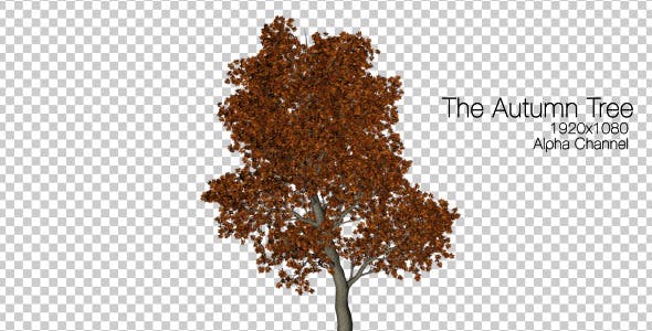 The Autumn Tree - Videohive 6076781 Download
