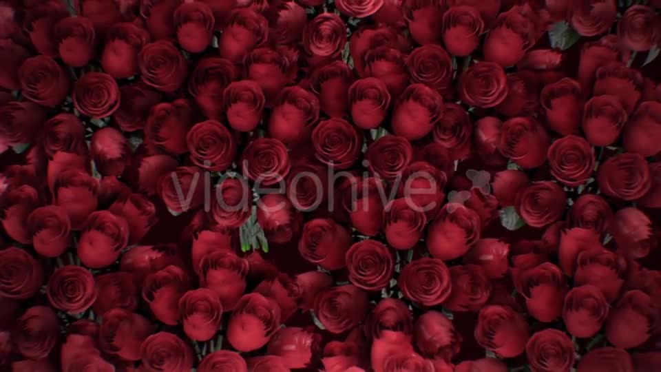 The Background of the Many Red Roses Videohive 19381880 Motion Graphics Image 1
