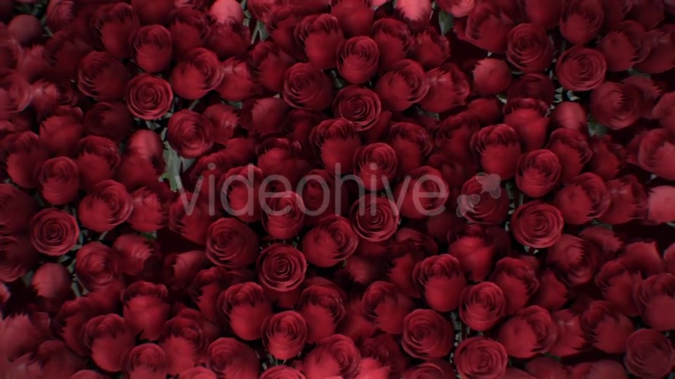 The Background of the Many Red Roses Videohive 19381880 Motion Graphics Image 10