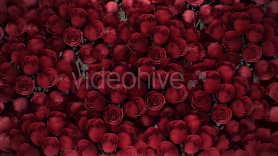 The Background of the Many Red Roses Videohive 19381880 Motion Graphics Image 11