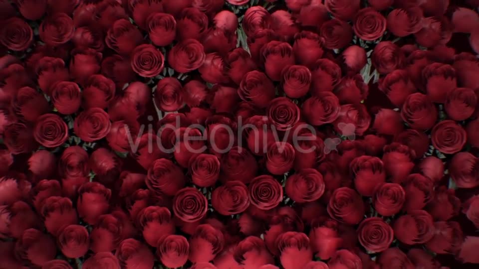 The Background of the Many Red Roses Videohive 19381880 Motion Graphics Image 12