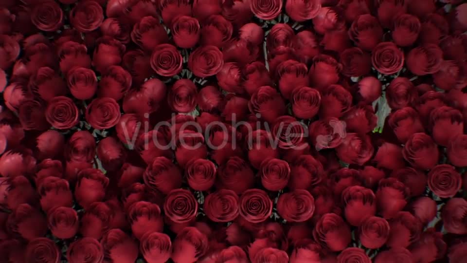 The Background of the Many Red Roses Videohive 19381880 Motion Graphics Image 13