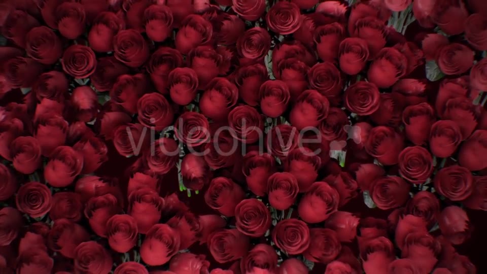 The Background of the Many Red Roses Videohive 19381880 Motion Graphics Image 2