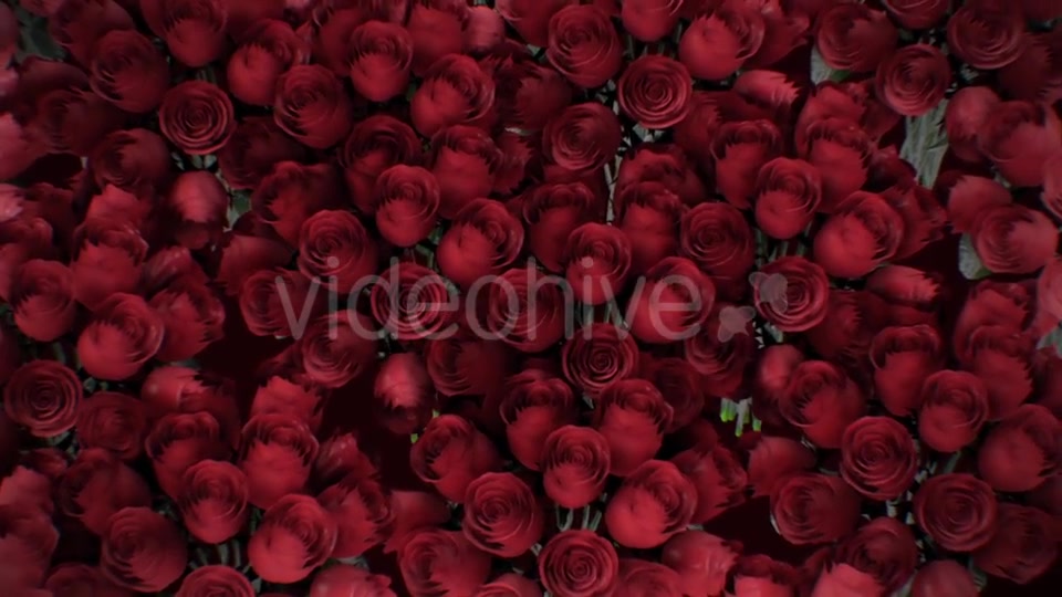 The Background of the Many Red Roses Videohive 19381880 Motion Graphics Image 3