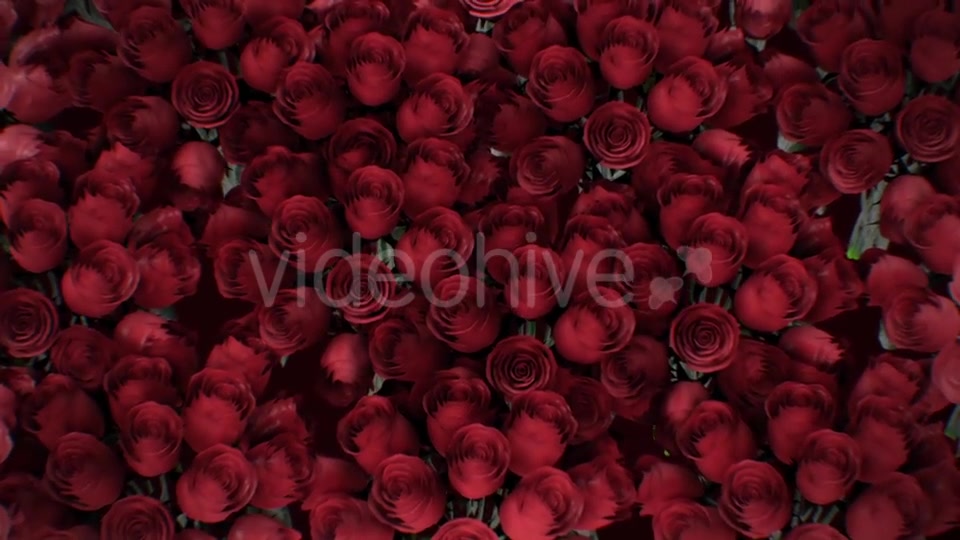 The Background of the Many Red Roses Videohive 19381880 Motion Graphics Image 4