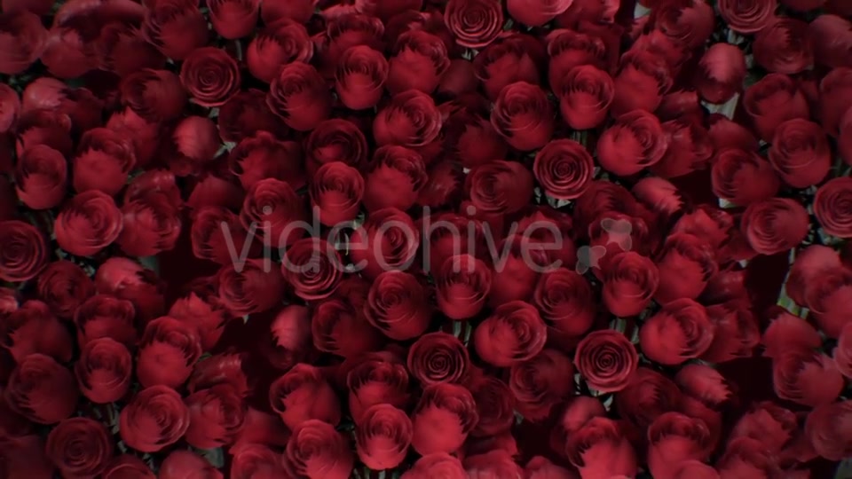 The Background of the Many Red Roses Videohive 19381880 Motion Graphics Image 5