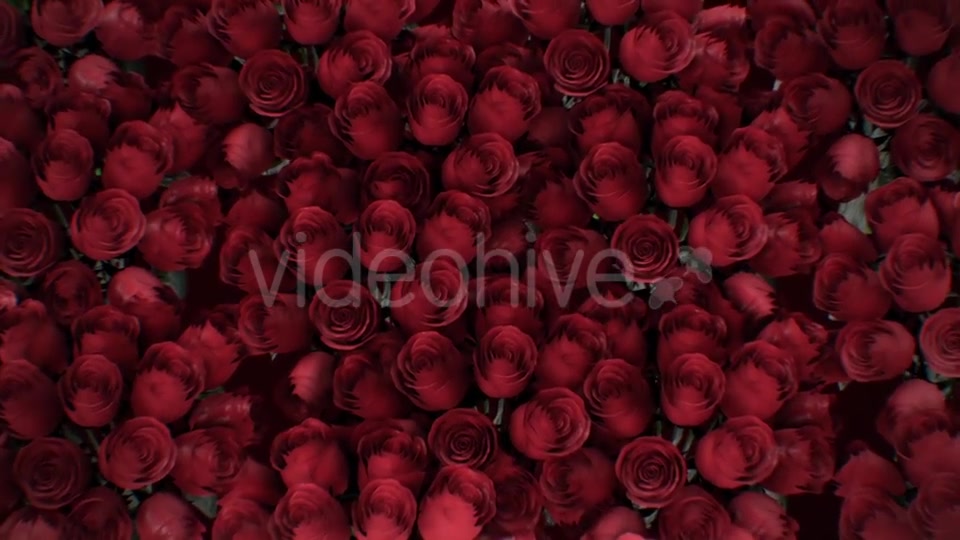 The Background of the Many Red Roses Videohive 19381880 Motion Graphics Image 6