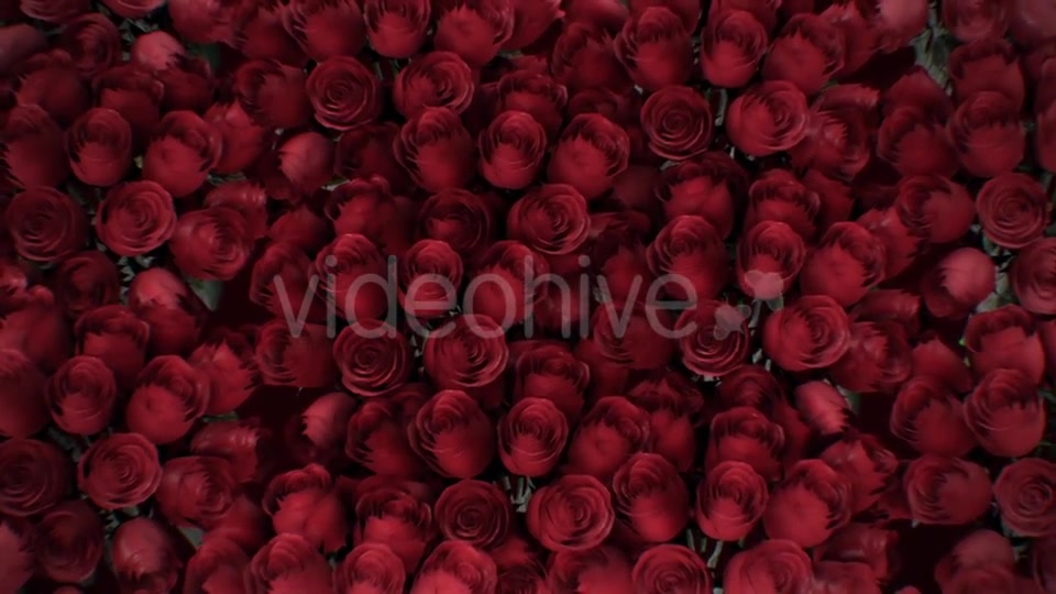The Background of the Many Red Roses Videohive 19381880 Motion Graphics Image 7