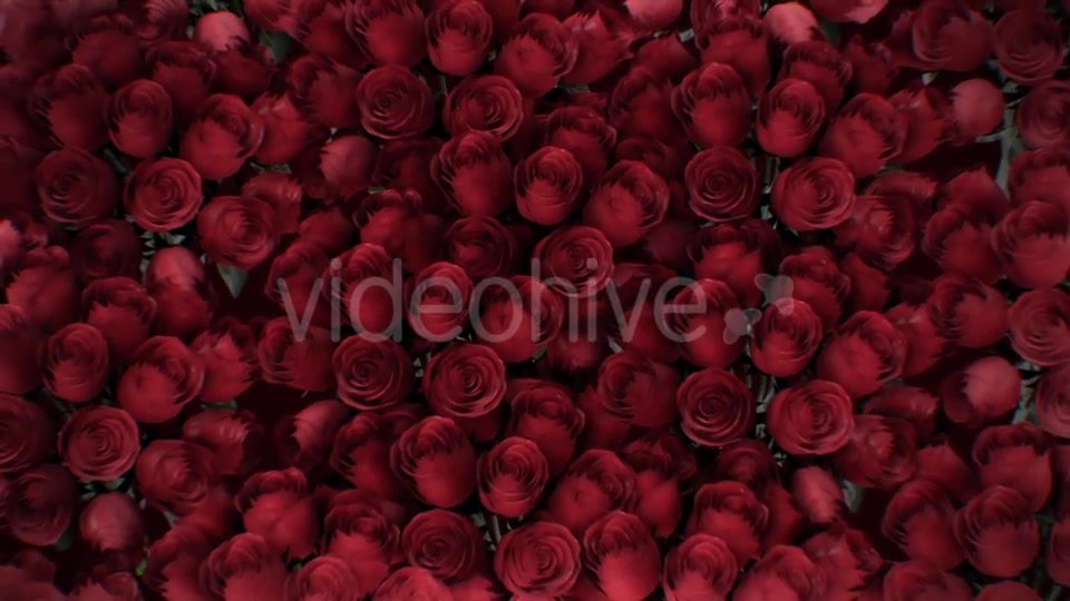 The Background of the Many Red Roses Videohive 19381880 Motion Graphics Image 8
